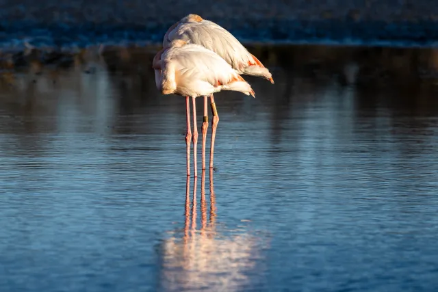 A pair of greater flamingos