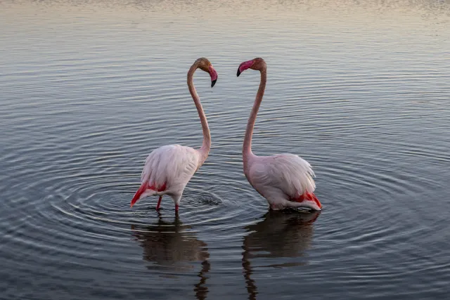 Greater flamingos courting