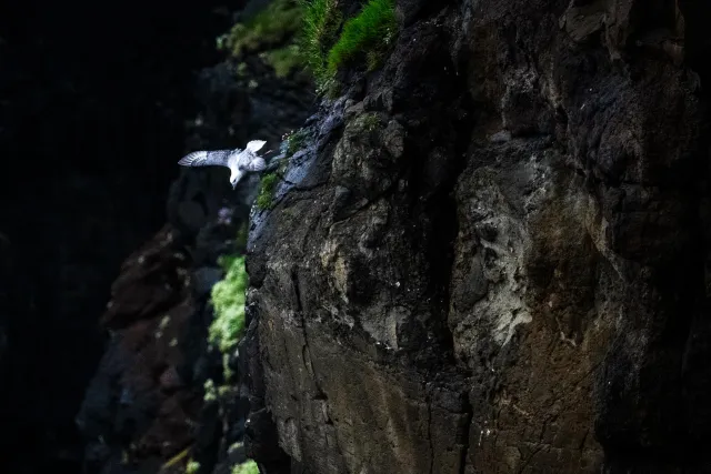 Fulmars at Mulafossur waterfall on Vágar