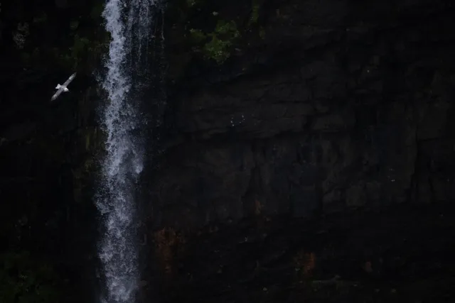 Fulmars at Mulafossur waterfall on Vágar