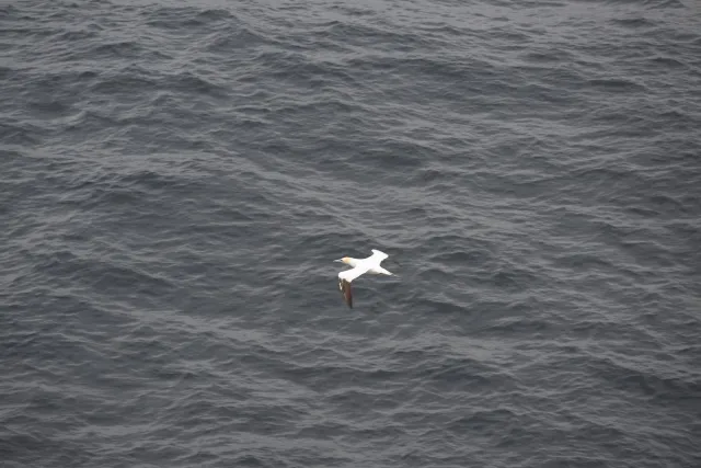 The first gannets