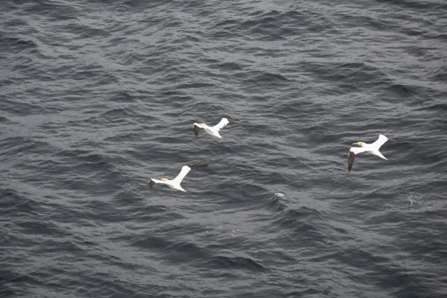 The first gannets